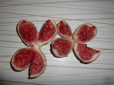 geoponos