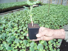 fparag01