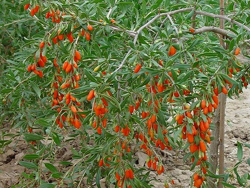 goji berry
