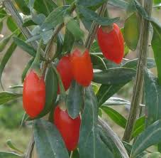 goji berry