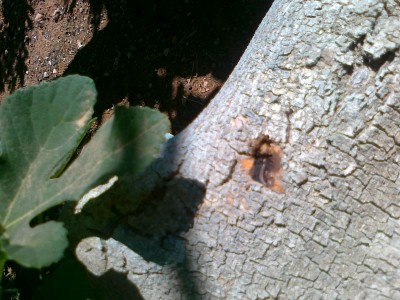 fig woodeater
